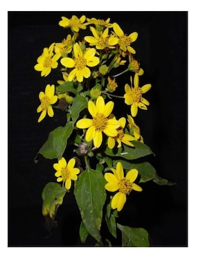 Miel de abeja de flor de tahonal virgen 100% pura Linahealth 1 kg