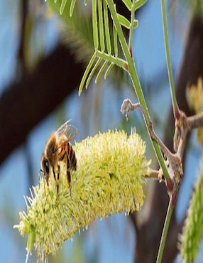 Miel de abeja Linahealth 1.250 kg